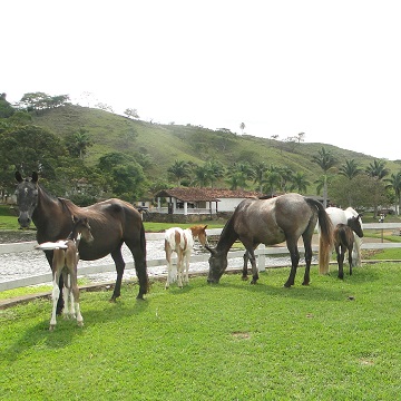 fertilidade de éguas