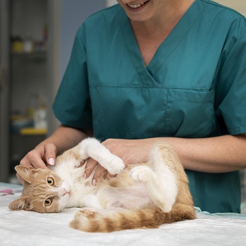 Cistocentese em cães e gatos