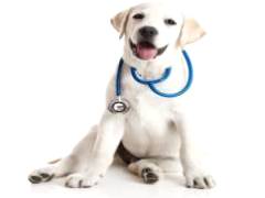 Cursos relacionados a medicina veterinaria