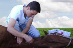 Curso de Anestesia em Equinos a Campo