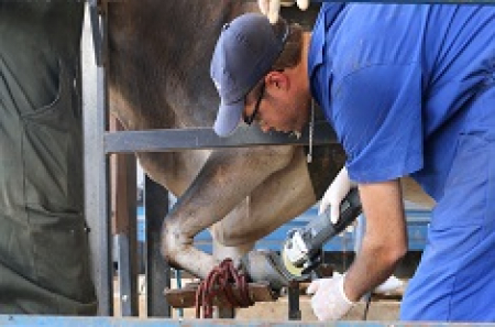 Curso de Casqueamento Preventivo e Correção de Aprumos em Bovinos