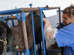 Curso de Cirurgias em Ovinos