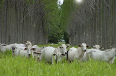 Curso de Desenvolvimento Sustentável da Agricultura no Município Através da Integração Lavoura-Pecuária-Floresta