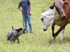 Curso de Iniciação para Treinamento de Cães Pastoreios