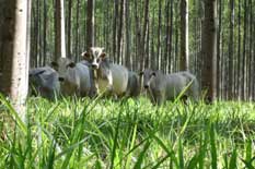 Curso de Integração Lavoura-Pecuária-Floresta (Sistema Barreirão)