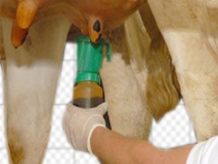 Curso de Manejo de Ordenha e Qualidade de Leite (Controle de mastite)