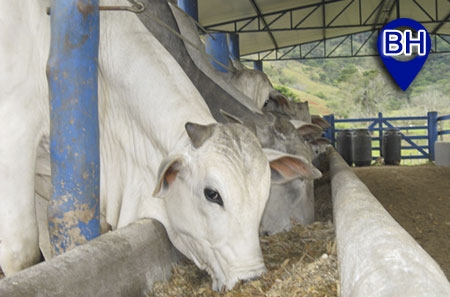 Curso de Manejo Nutricional de Gado de Corte - Alimentos e Alimentação (Local: Belo Horizonte)