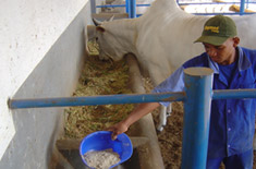 Curso de Manejo Nutricional de Gado de Corte (Alimentos e Alimentação)