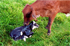 Curso de Manejo Reprodutivo em Bovinos