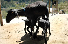 Curso de Manejo Reprodutivo em Ovinos