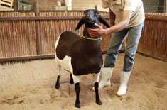 Curso de Melhoramento Genético de Ovinos