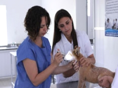 Curso de Neurologia Clínica em Pequenos Animais