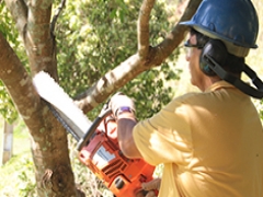 Curso de Planejamento da Arborização Urbana