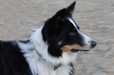 Curso de Treinamento Avançado em Cães Pastoreios