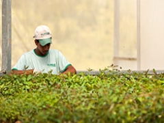 Curso sobre Viveiros Florestais: Características de Viveiros e Manejo na Produção de Mudas