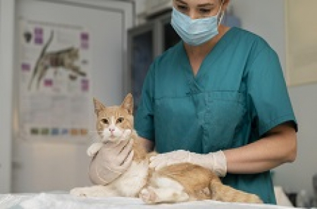 Cursos de Nefrologia e Urologia em Pequenos Animais