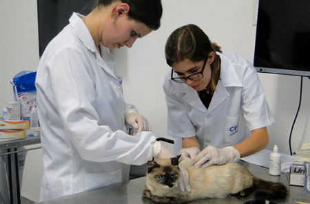 Pós-Graduação em Clínica Médica de Pequenos Animais