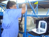 10º Curso de Ultrassonografia na Reprodução Bovina - Maio 2010