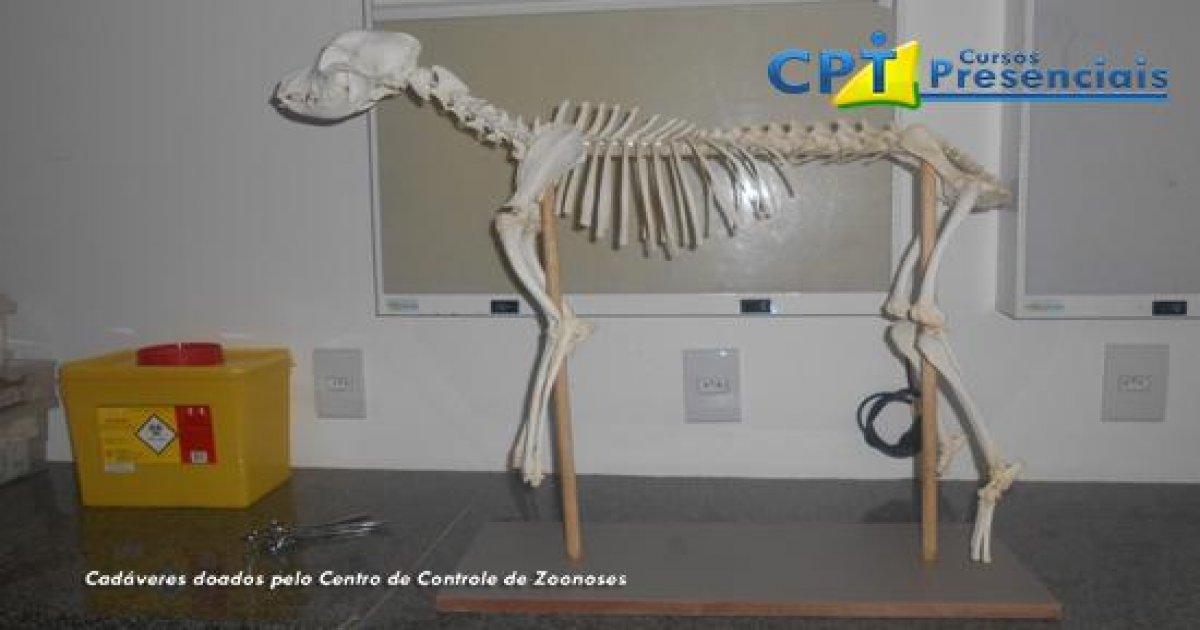 21º Curso de Cirurgias em Pequenos Animais - 29/01/2014