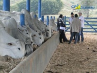 6º Curso de Manejo Nutricional de Gado de Corte (Alimentos e Alimentação) 07-07-2011