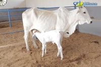 Visita Técnica dos Calouros de Medicina Veterinária da UNIVIÇOSA-2011