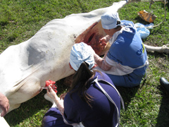 Curso de Cirurgias em Bovinos a Campo