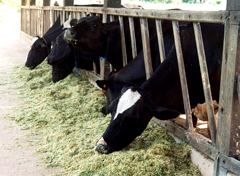 Curso de Manejo Nutricional de Gado de Leite 