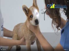 Mais de 30 Cursos na Área de Pequenos Animais: Estrutura Completa e Totalmente Equipada!