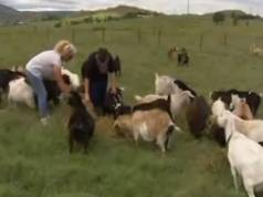 Mini cabras, um négocio lucrativo